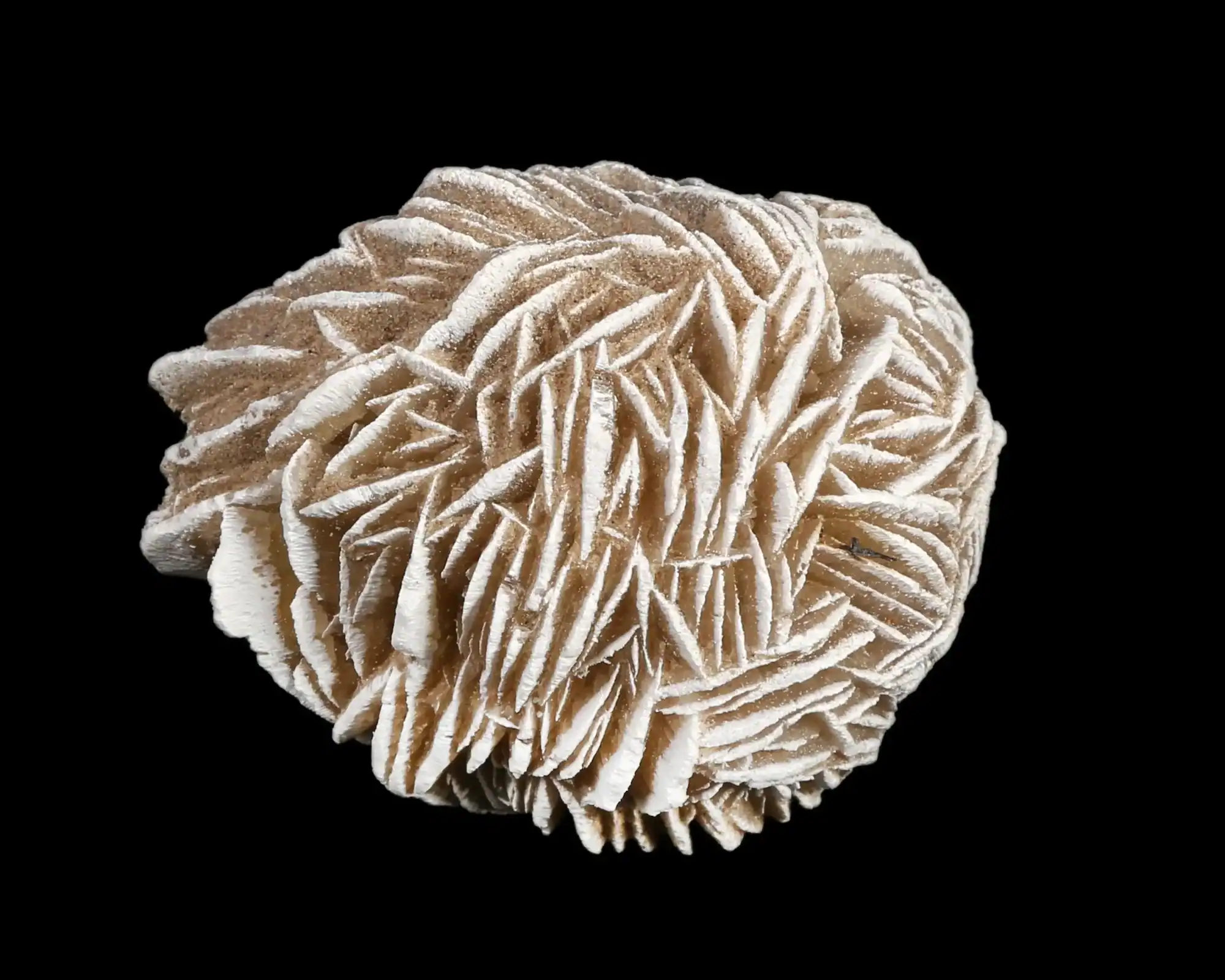 a detailed view of a selenite desert rose on black background
